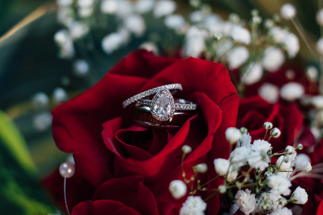 Photo Sparkling roses
