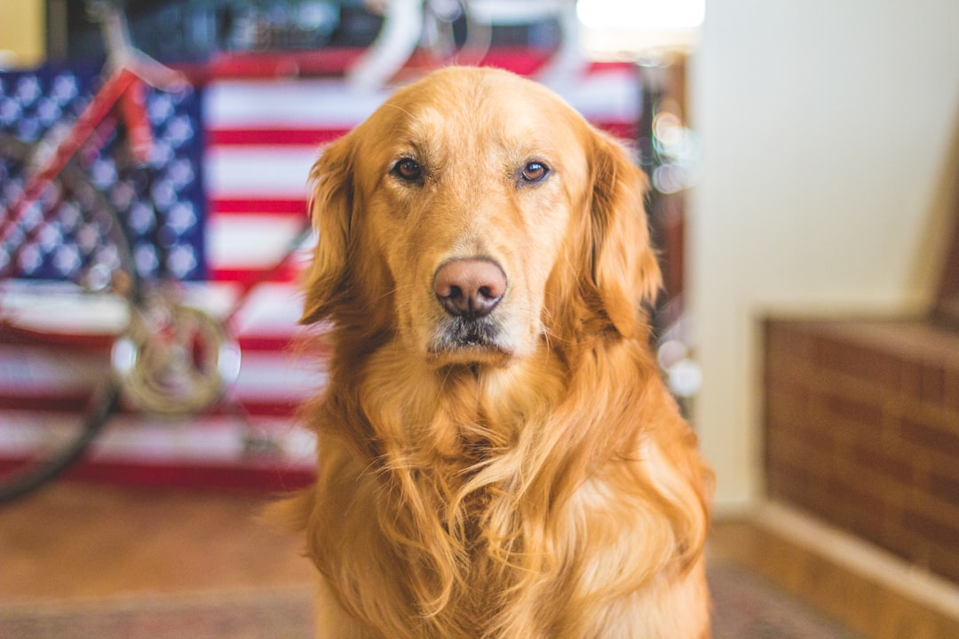 The Ultimate Guide to Finding a Reliable Dog Sitter