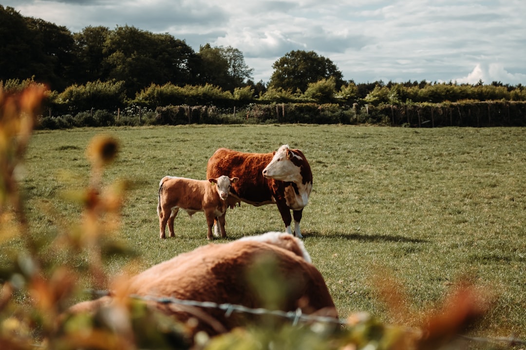 Photo Fluffy cow